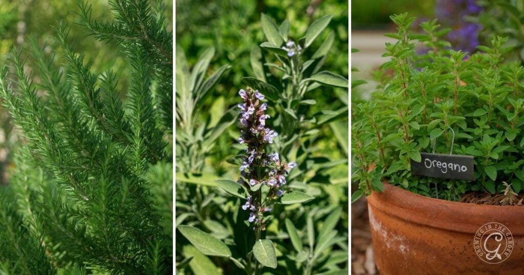 Three images: rosemary leaves, blooming sage plant, and oregano in a labeled terracotta pot outdoors—perfect companions for Hyssop Planting or learning how to Grow Hyssop in your garden.