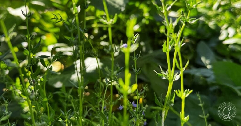 Tall green grass and slender plants stand in focus with a sunlit, leafy background—perfect for those interested in Planting Hyssop or seeking tips on Hyssop Care.