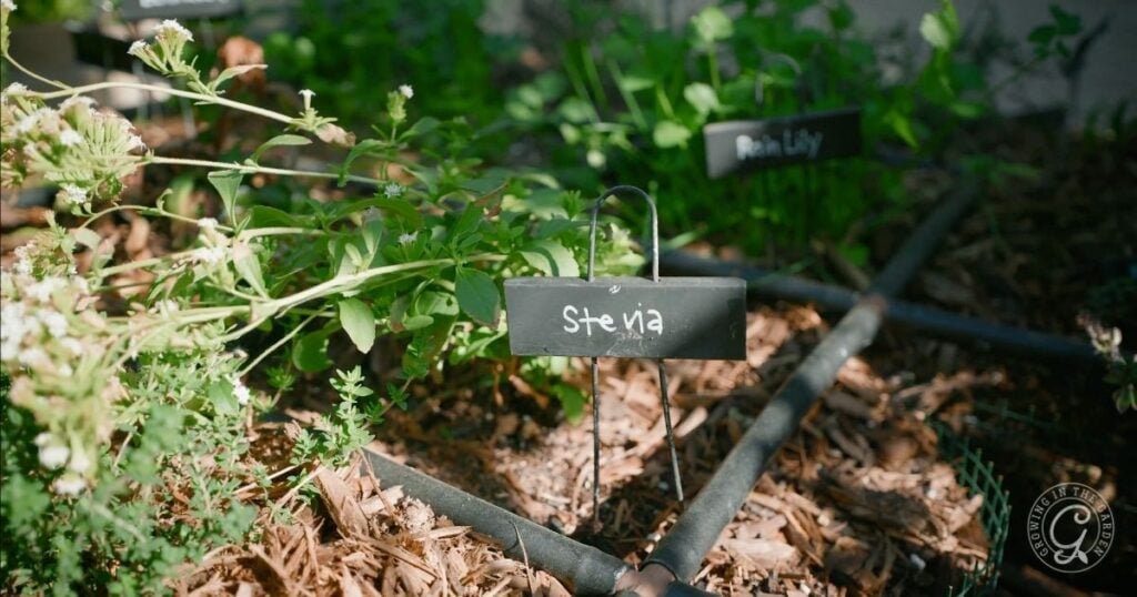 Green stevia plant growing in a garden bed with a labeled sign and irrigation system visible, showing how easy it is to grow stevia at home.