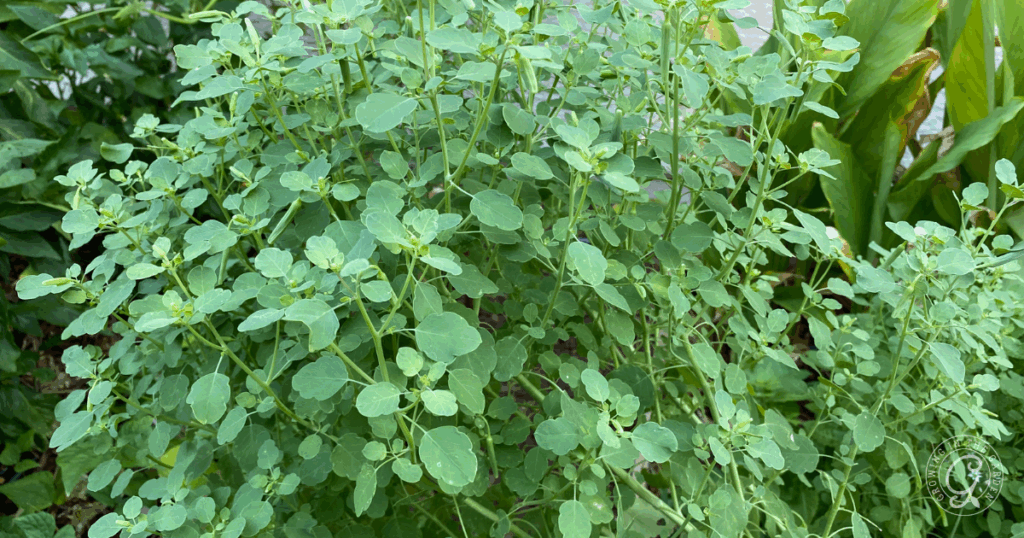 Green leafy papalo with round leaves growing densely in a garden with other greenery in the background, showing how easy it is to grow papalo from seed.