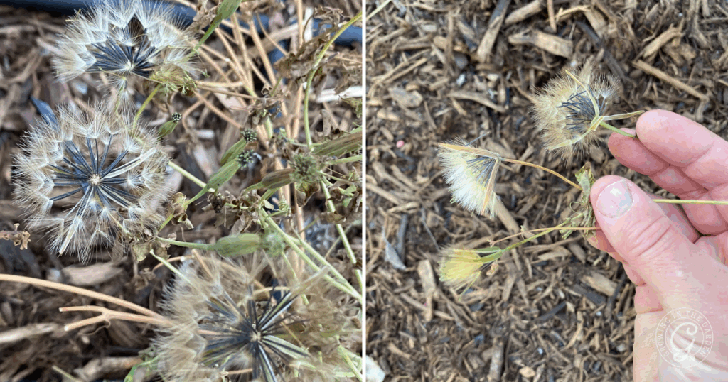 Close-up of dandelion-like seed heads on a plant, with a hand holding some seeds over mulch—perfect for anyone interested in Papalo cultivation or looking to grow Papalo from seed.