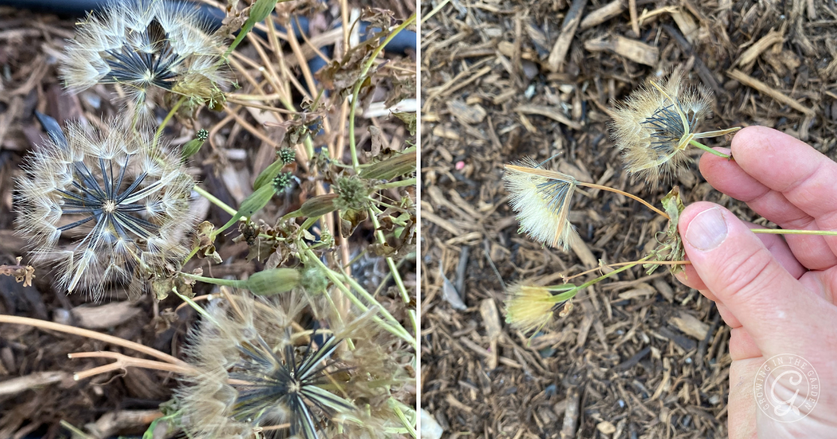 Close-up of dandelion-like seed heads on a plant, with a hand holding some seeds over mulch&mdash;perfect for anyone interested in Papalo cultivation or looking to grow Papalo from seed.