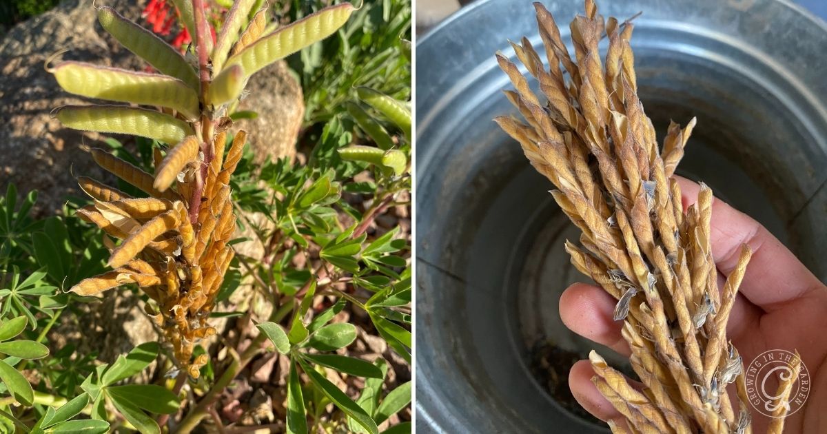 A close-up of brown, elongated seed pods on a green plant and in a person&rsquo;s hand over a metal container&mdash;perfect for those seeking Arroyo Lupine growing tips or exploring native lupines for Arizona gardens.