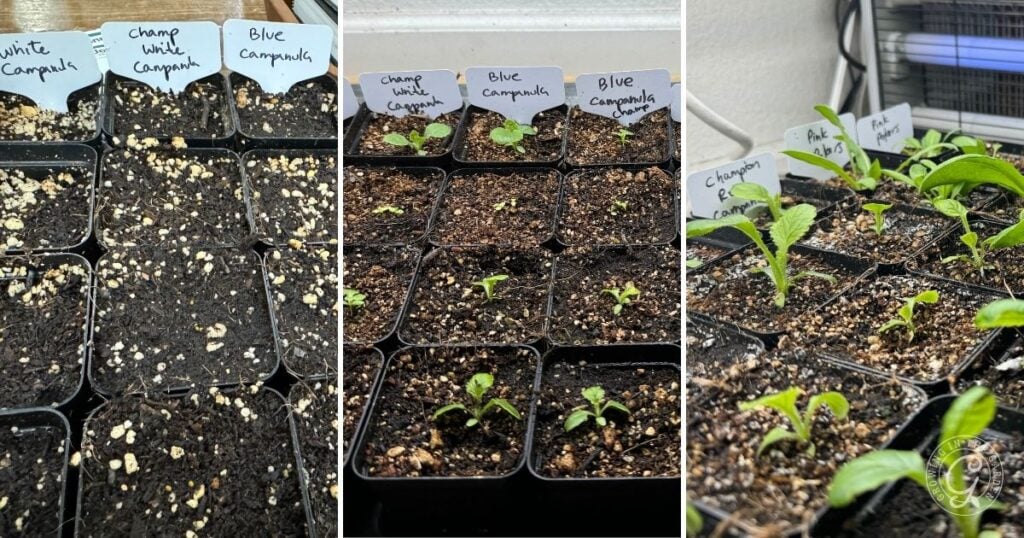 Three panels show Canterbury Bells (Campanula) seedlings growing in labeled pots under indoor lights at different stages.