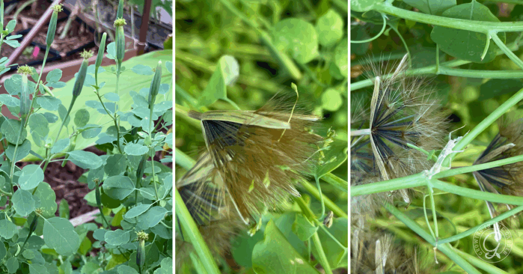 Three close-up panels showing green plants, dandelion seed heads, and the early stages of growing papalo from seed in a lush garden setting.