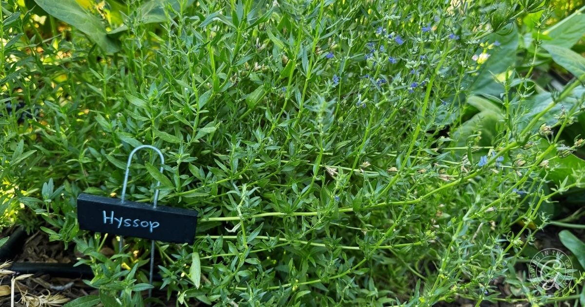 Green hyssop plant in a garden with a small black label reading Hyssop on a metal stake&mdash;perfect inspiration for anyone looking to grow hyssop or learn about hyssop care.