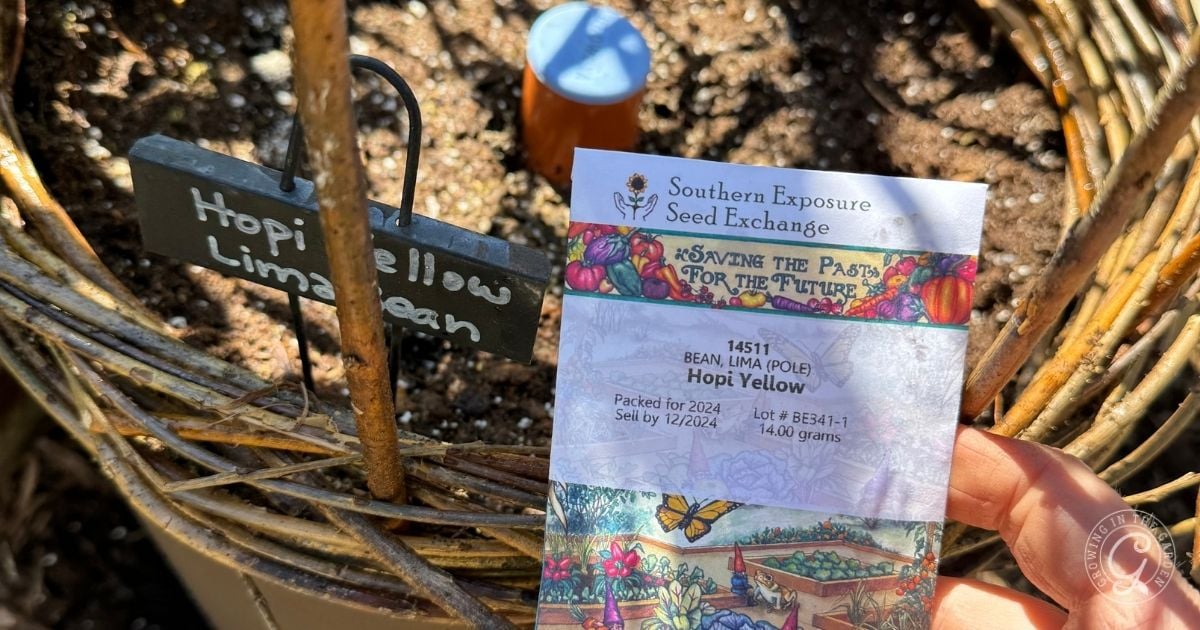 Hand holding a seed packet labeled Hopi Yellow above soil in a basket, with a plant marker in the background&mdash;perfect for learning how to grow lima beans.