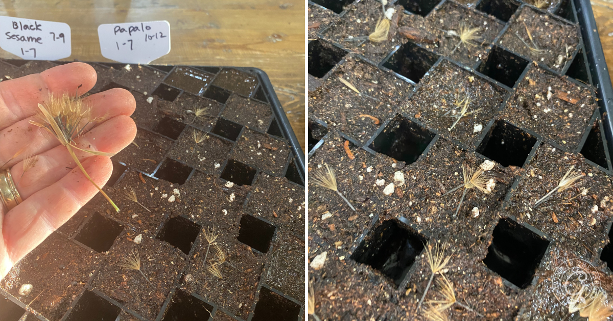Hand planting seeds in a soil-filled seed tray labeled &ldquo;Black Sesame,&rdquo; &ldquo;Poppy,&rdquo; and &ldquo;Papalo&rdquo;; close-up of seeded tray shows steps for growing Papalo from seed.