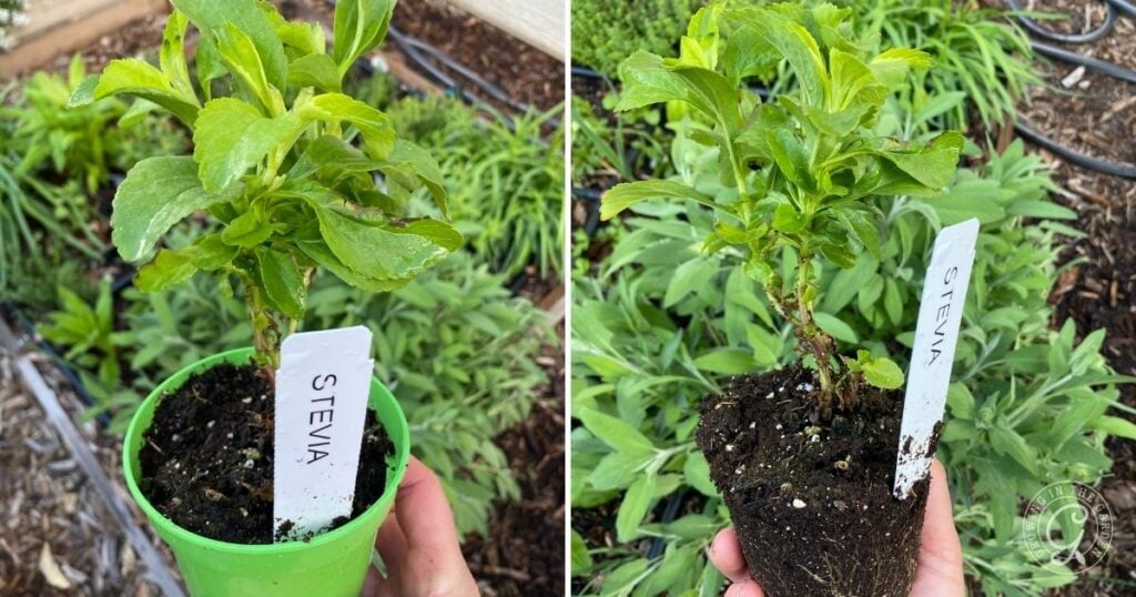 Two photos of a young stevia plant with a label—one in a pot and the other with its soil roots exposed—perfect for those looking to grow stevia at home.