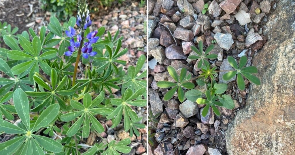 Split image: left shows lupine plant with purple flowers, right shows young lupine plants among rocks, highlighting Arroyo Lupine Growing Tips for those interested in native lupines for Arizona gardens.