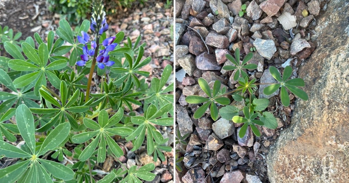 Split image: left shows lupine plant with purple flowers, right shows young lupine plants among rocks, highlighting Arroyo Lupine Growing Tips for those interested in native lupines for Arizona gardens.