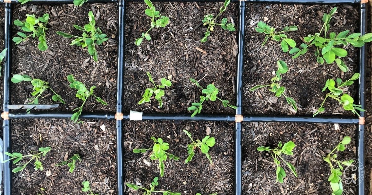 Young green seedlings growing in a grid pattern within a square-foot gardening bed filled with soil&mdash;an ideal setup for learning how to grow peanuts efficiently and maximize your harvest in limited space.