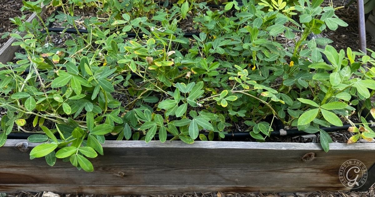 Green peanut plants thriving in a wooden raised garden bed with irrigation tubing visible&mdash;an excellent example for those learning how to grow peanuts at home.