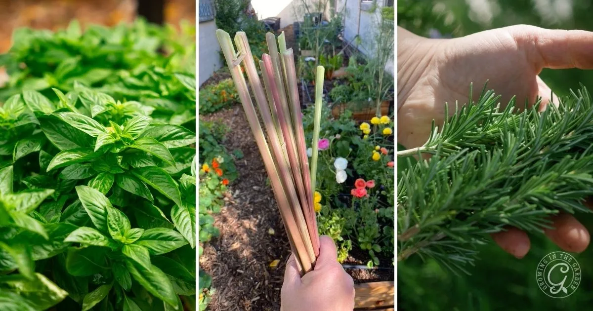 Left: basil leaves, center: hand holding plant stakes, right: hand holding rosemary sprigs in a garden&mdash;ideal for Arizona gardening and perfect for the harvest in September Arizona.