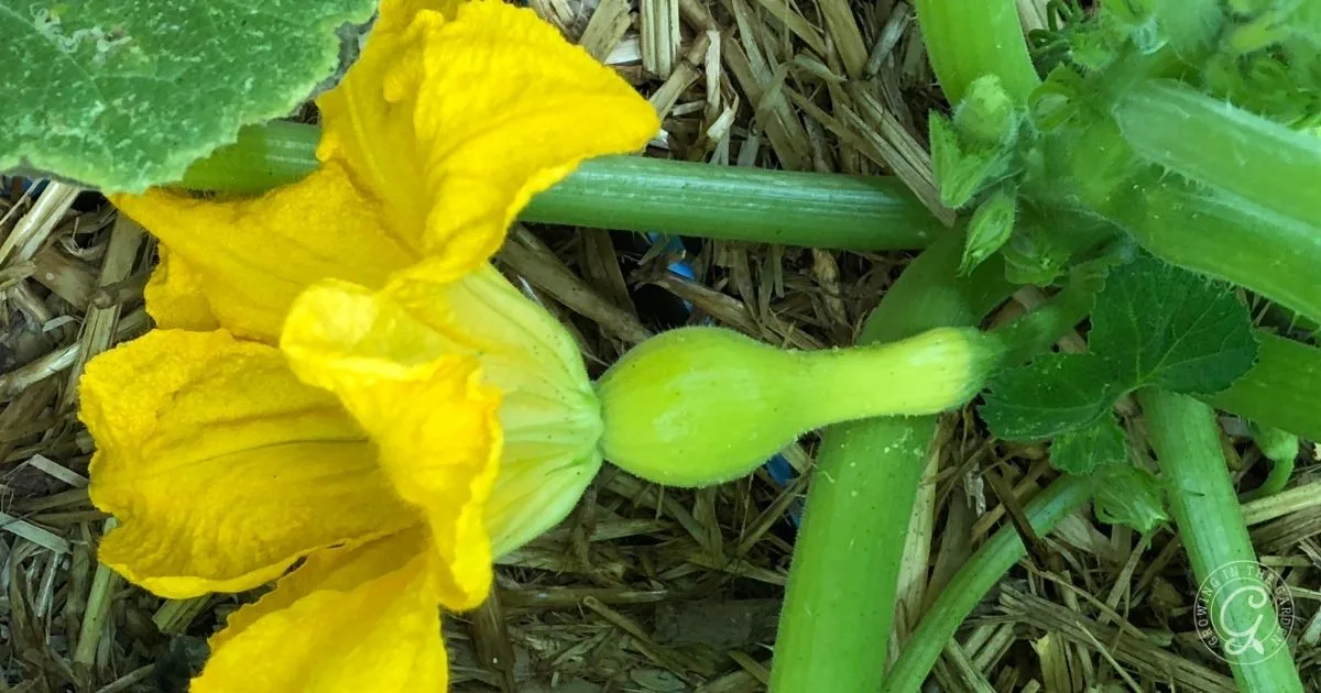 A yellow squash blossom with a small developing squash on a green vine, resting on straw mulch&mdash;perfect for learning how to hand pollinate squash.