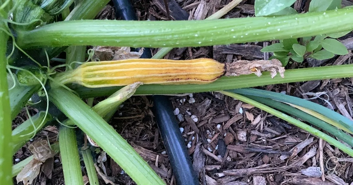 A yellowing zucchini lies shriveled on the vine among green leaves and mulch in a garden, a common issue if you don&rsquo;t know how to hand pollinate squash.