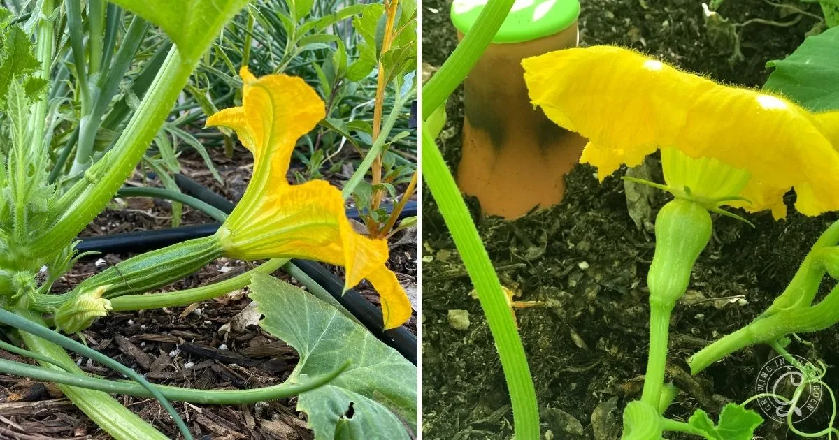 Close-up of yellow squash flowers growing in a garden bed with green leaves and soil visible&mdash;a great example for learning how to hand pollinate squash.
