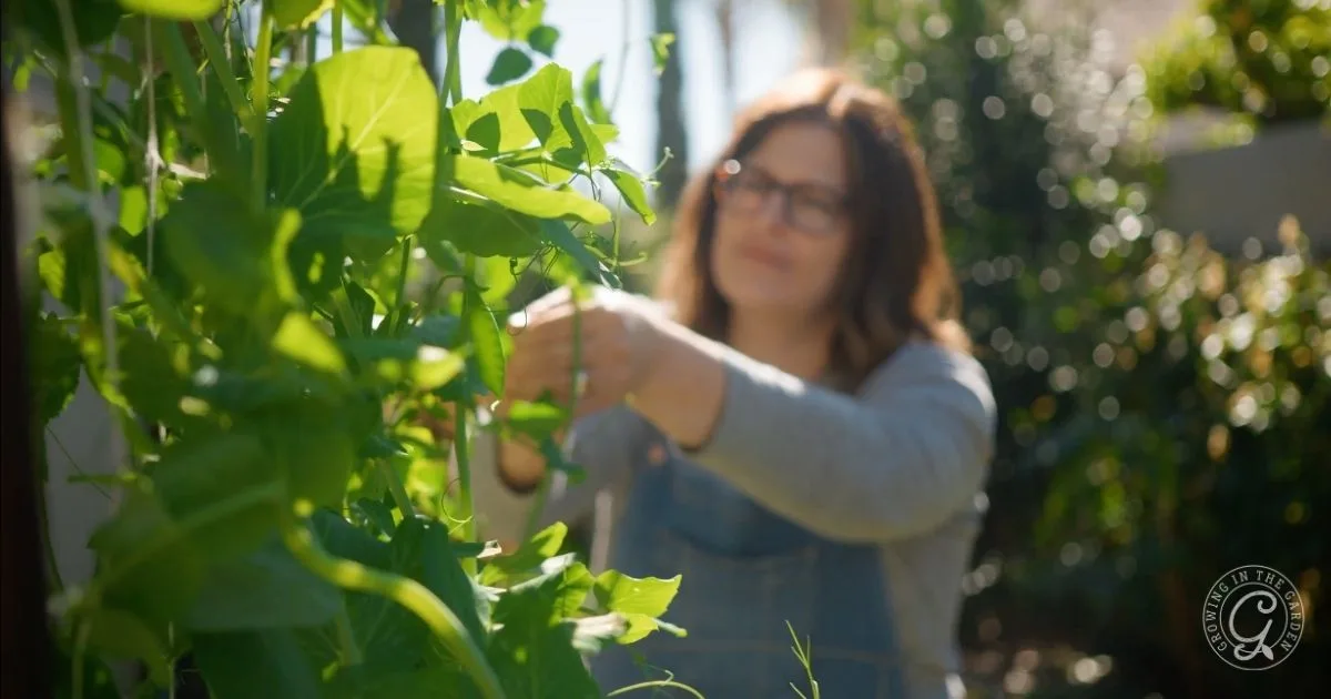 Woman tending to green plants in a sunny outdoor garden, wearing glasses and a blue shirt.