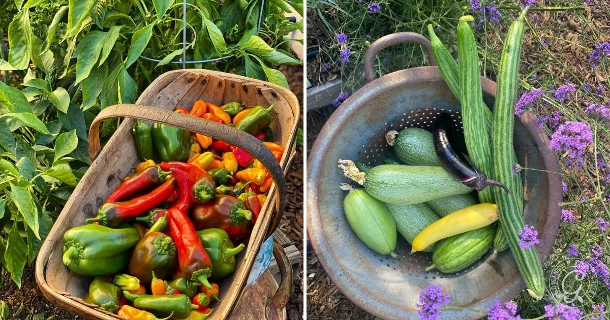 Basket of colorful peppers beside pepper plants; colander of mixed squash and cucumber on purple flowers&mdash;showcasing a vibrant September harvest in Arizona.
