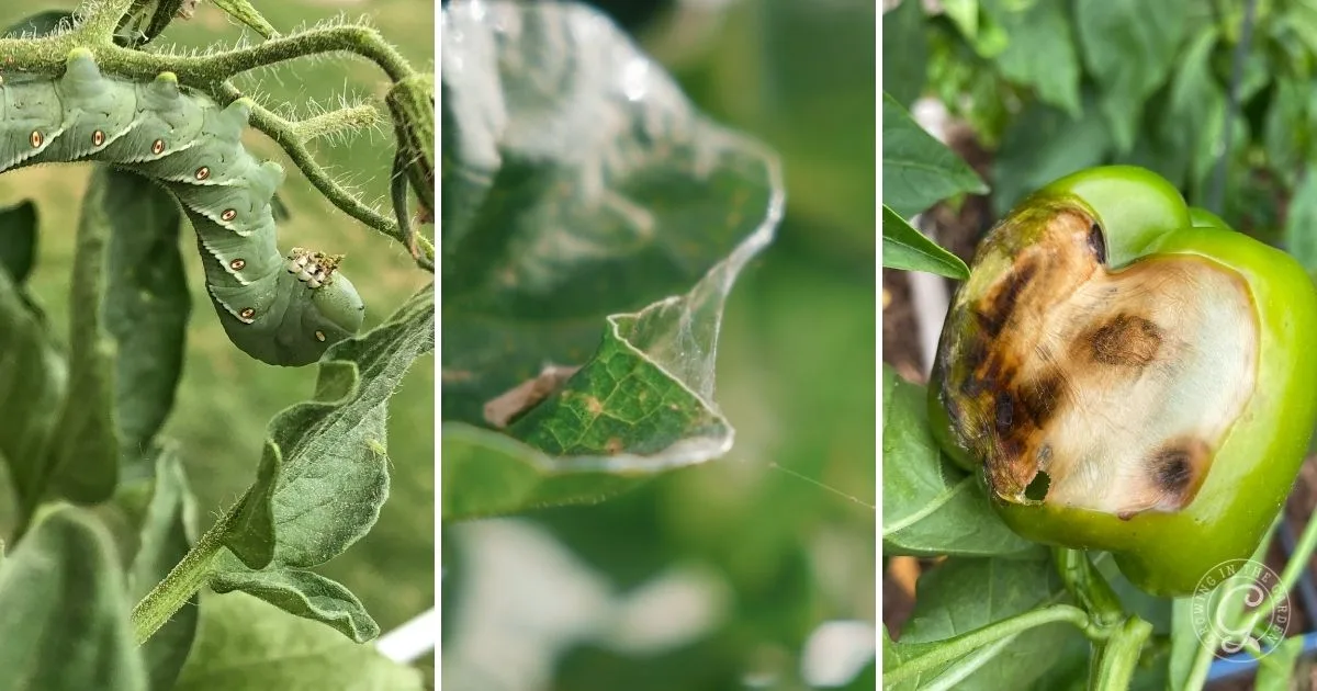 A caterpillar, a leaf with webbing, and a green bell pepper with brown rot damage&mdash;common sights during the September harvest in Arizona.