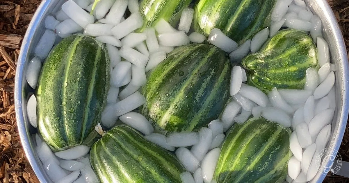 Green striped melons, a highlight of September crops, soak in a metal bowl filled with ice and water.