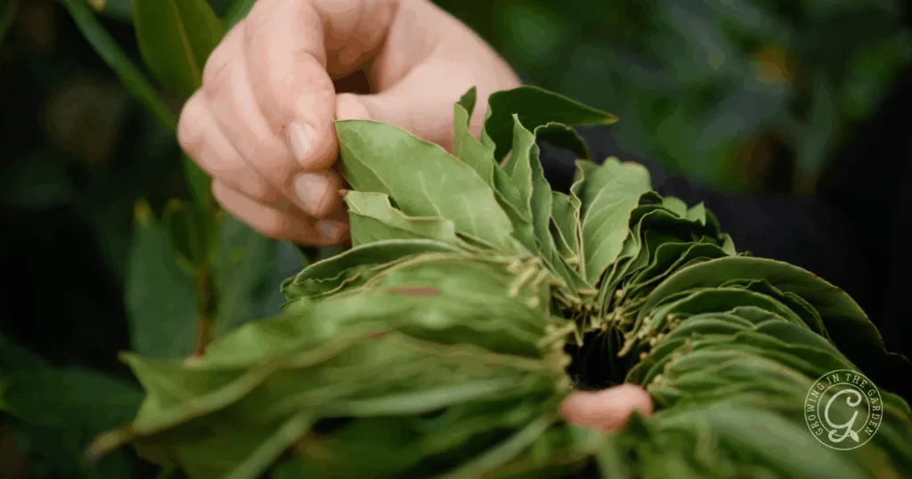 A hand holding a bunch of leaves, perfect for those learning how to make a bay laurel wreath or simply exploring nature's artistry.