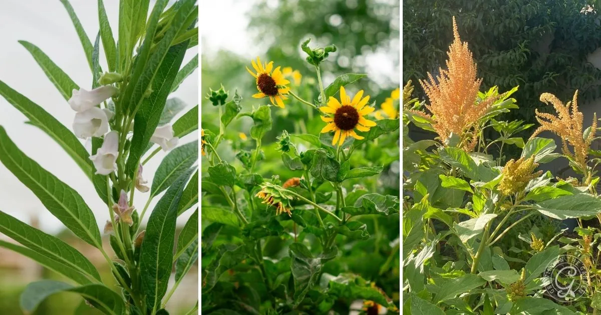 Three panels showing green sesame, sunflower, and amaranth plants thriving outdoors in the Arizona sun, ready for a September harvest.