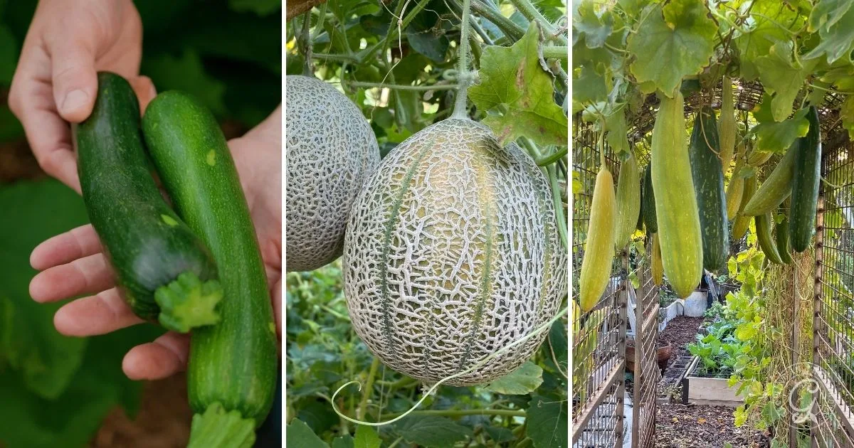 A hand holding zucchinis, a cantaloupe on a vine, and cucumbers growing on a trellis in a garden highlight the abundant September crops Arizona gardeners can enjoy during the harvest in September Arizona season.
