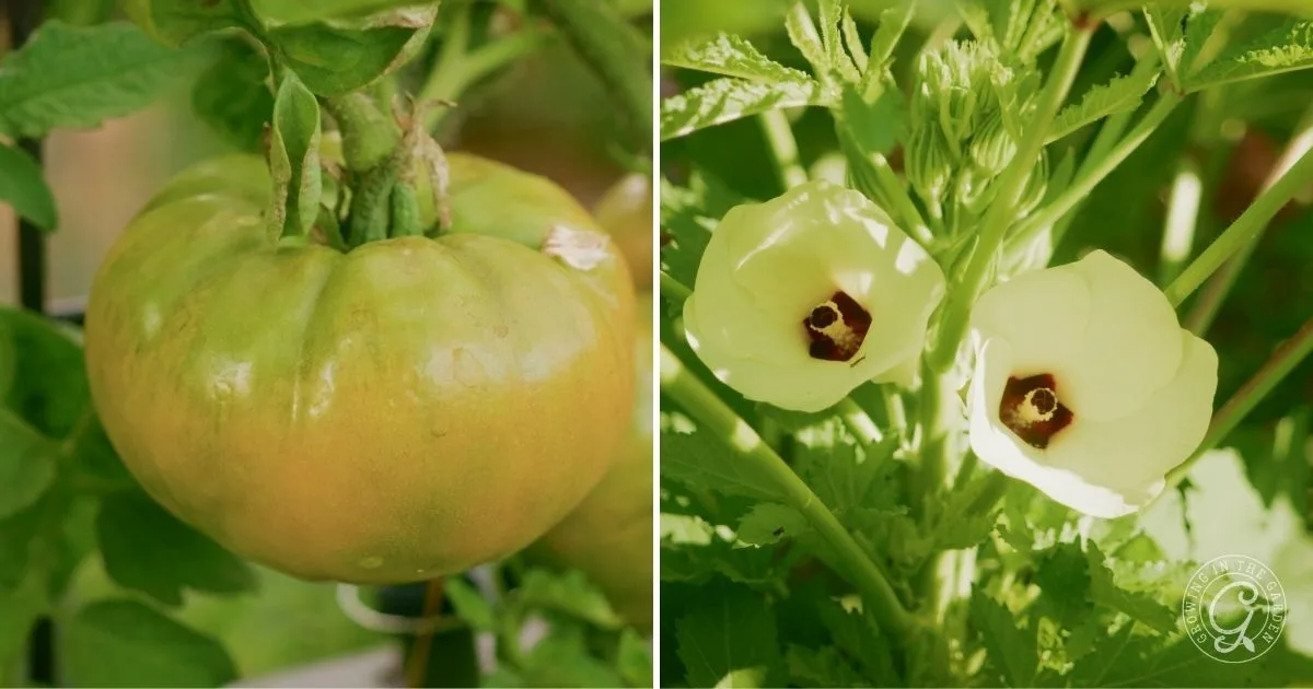 Close-up of a green tomato on the vine next to two pale yellow okra flowers with dark centers&mdash;showcasing what to harvest in Arizona during September.
