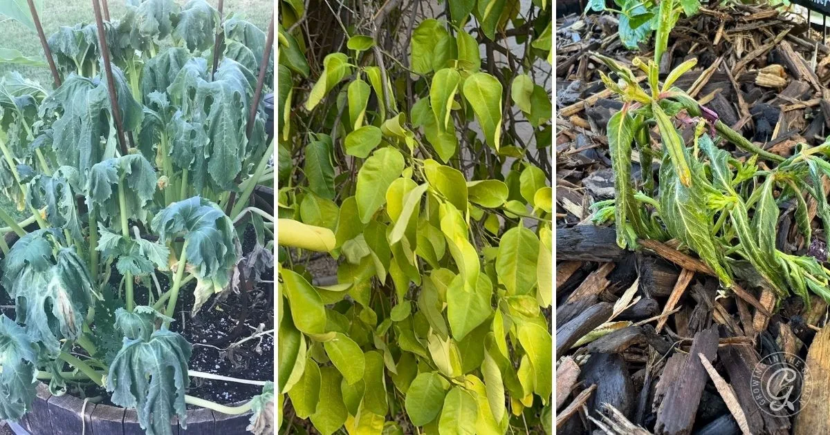 Three plants showing signs of distress&mdash;wilting, yellowing leaves, and drooping stems&mdash;highlight why plants wilting is a common issue, especially if you&rsquo;re unsure when to water in hot weather.