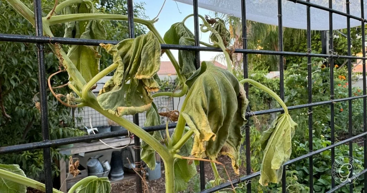 Wilted plant with yellowing leaves climbing a metal trellis in a garden setting, showing signs of stress&mdash;learn why plants wilting and when to water hot weather for healthier growth.