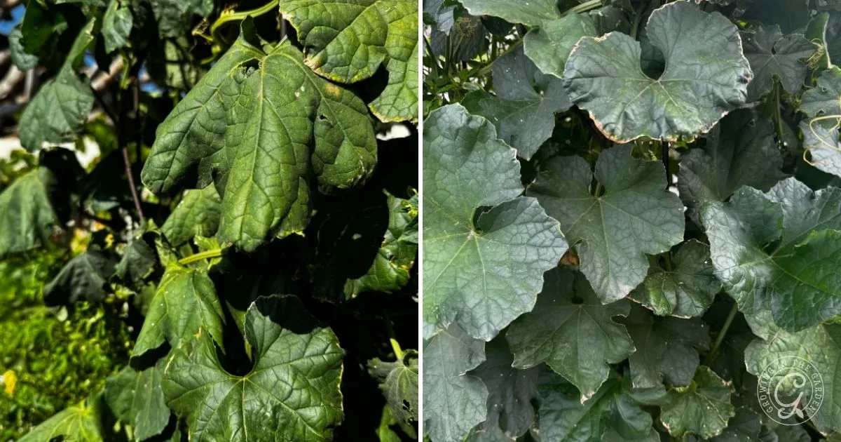 Close-up of green cucumber plant leaves; left side shows wrinkled leaves, right side shows healthy leaves, illustrating why plants wilting can occur&mdash;especially if you&rsquo;re unsure when to water in hot weather.