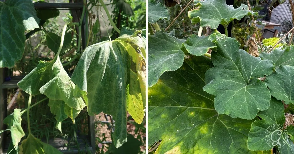 Side-by-side comparison shows wilted squash leaves on the left&mdash;demonstrating why plants wilting is common in hot weather&mdash;and healthy green squash leaves on the right, illustrating when to water for best results.