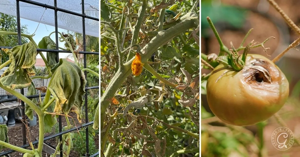 Three images show why plants are wilting: tomato plants drooping, spotted leaves, and a rotting tomato fruit on the vine&mdash;signs it may be time to rethink when to water in hot weather.