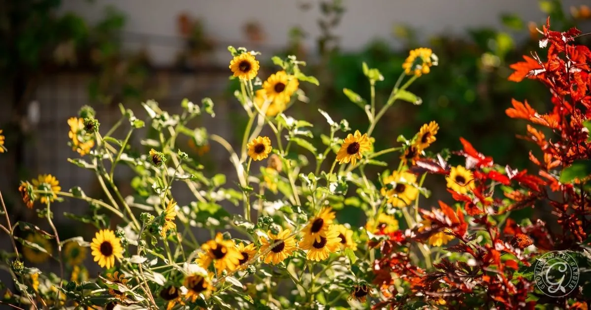 Yellow wildflowers and red foliage in bright sunlight with a blurred green background&mdash;an inspiring scene as you choose raised bed location for your garden.