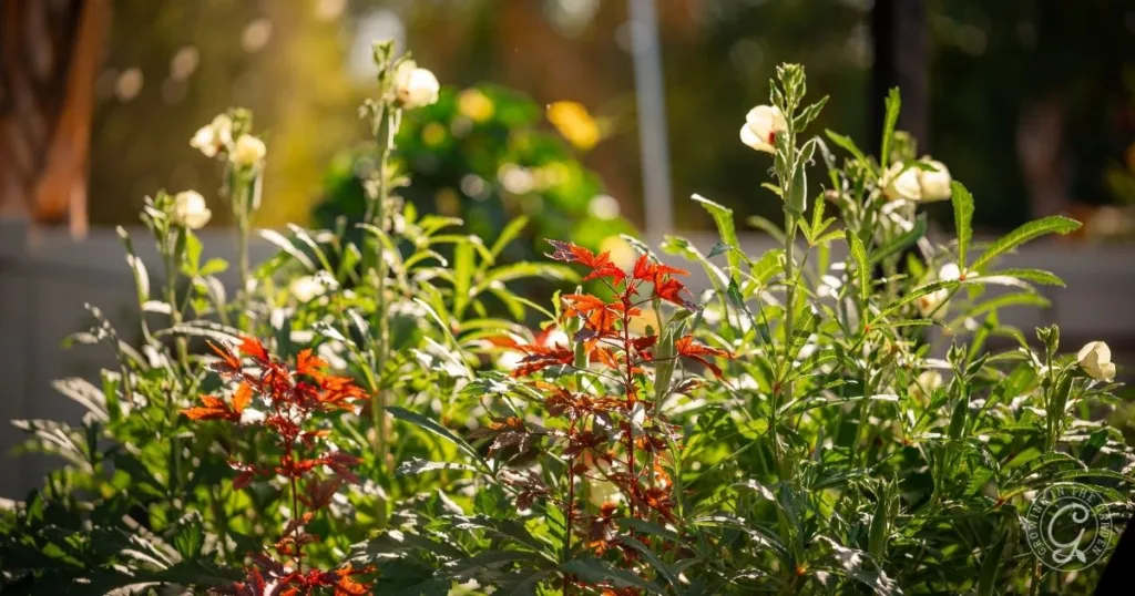 Sunlit garden with green foliage, red leaves, and blooming white flowers in the foreground—an ideal spot to choose a raised bed location.