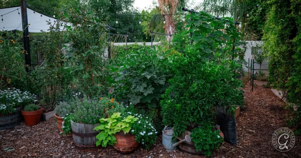 Lush garden with various green plants and flowers growing in pots and barrels on a mulched ground—a perfect spot to choose raised bed location for optimal sunlight and healthy growth.