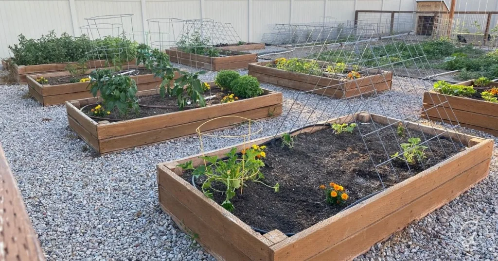 Raised garden beds with various vegetables and flowers, set on gravel with metal trellises and a white fence—choose raised bed location carefully for optimal sunlight and growth.