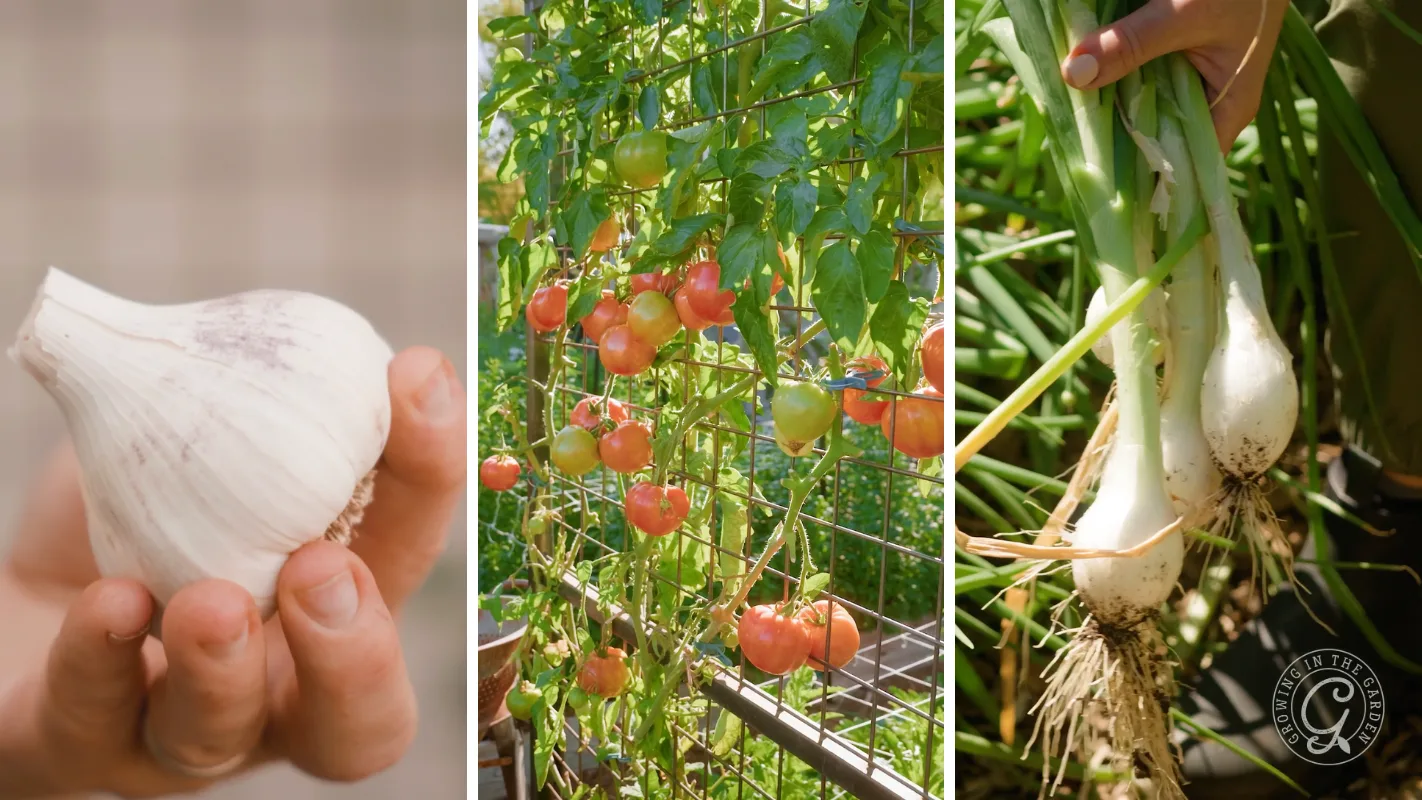 A hand holds garlic, tomatoes grow on a vine, and another hand harvests onions from a garden.