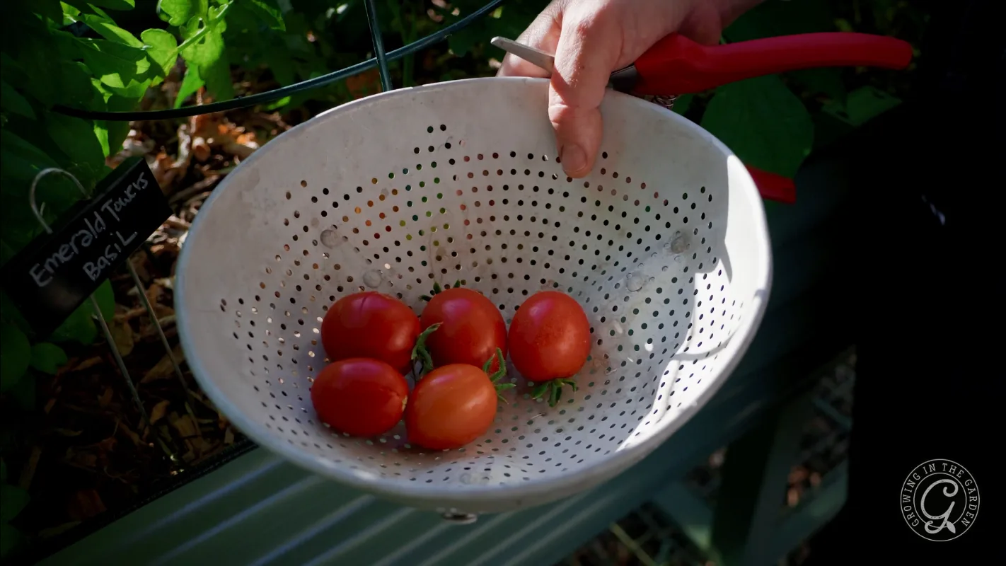 A hand holds a colander with five red tomatoes, freshly picked from a garden.