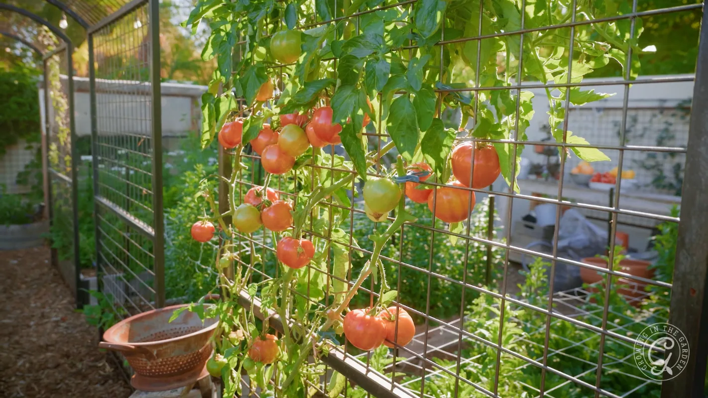 Ripe and unripe tomatoes growing on a vine supported by a metal trellis in a garden.