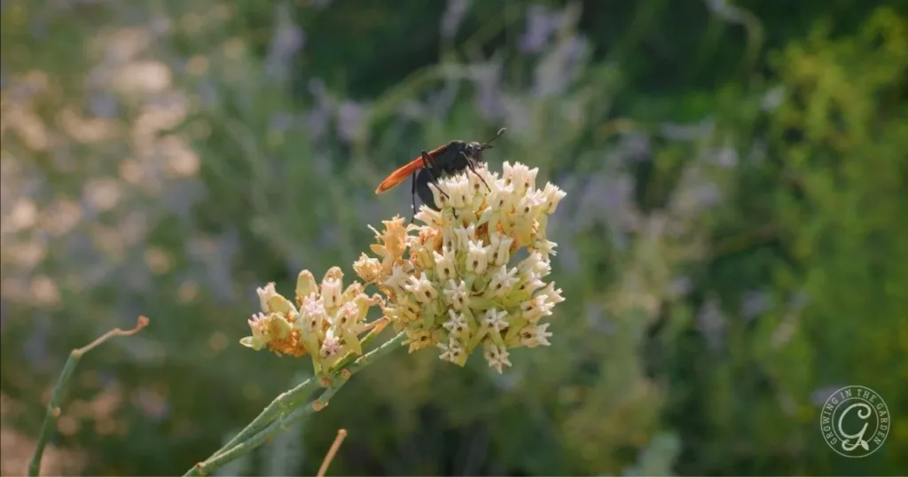 A black and orange insect perched on a cluster of pale yellow flowers, set among green foliage—one of the best shrubs for desert landscape.