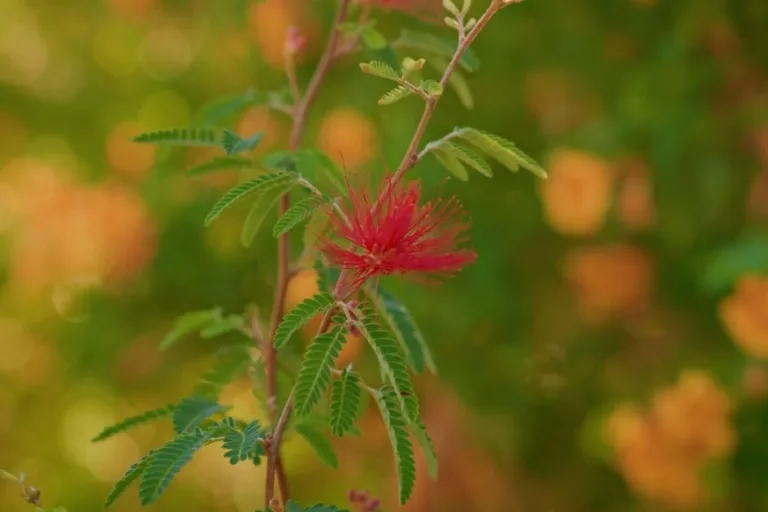 10 Best Shrubs for a Beautiful Desert Landscape (and 3 to Skip) featured image