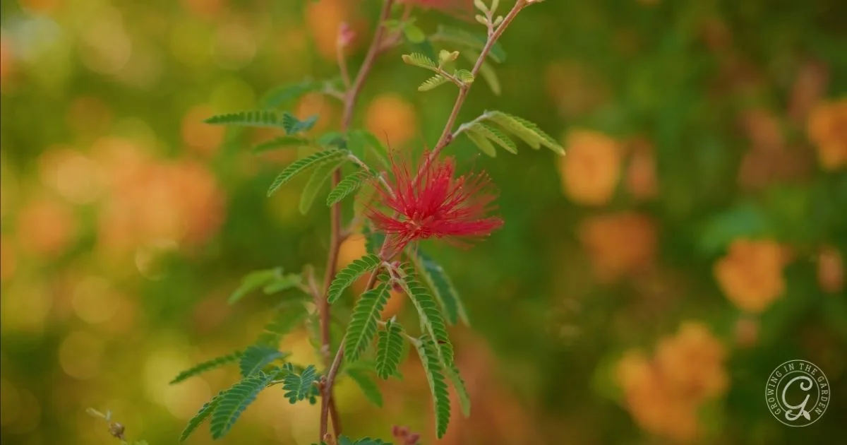 Close-up of a red, spiky flower with green leaves—one of the best shrubs for desert landscape—set against a blurred orange and green background.