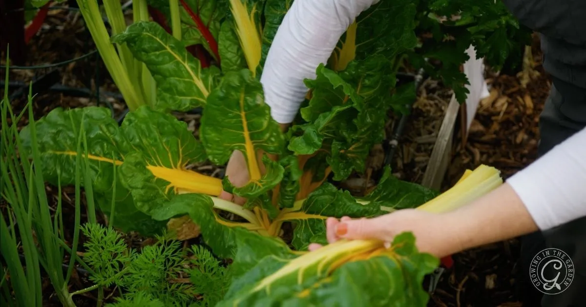 Person harvesting easy to grow leafy greens with yellow stems in a garden bed, surrounded by other fall vegetables, perfect for regions with mild winters.