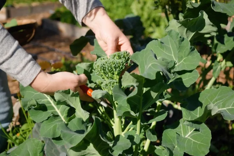 10 Easy Fall Vegetables for Mild Winters (And a Few to Skip) featured image