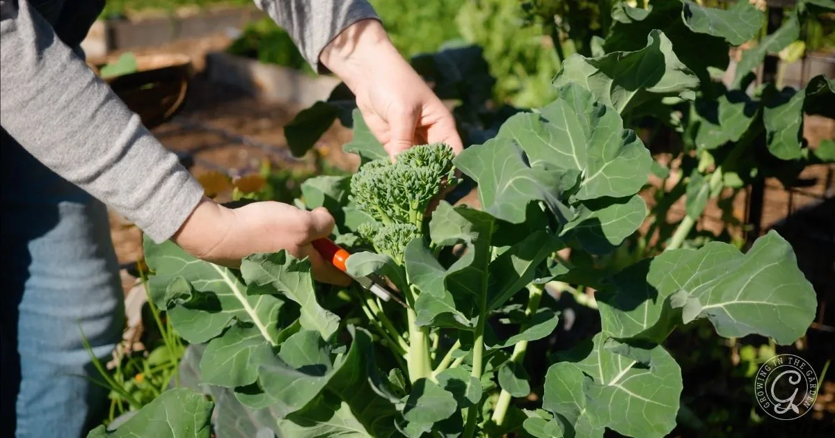 A person harvesting broccoli, one of the best fall vegetables, in a garden with green leaves and sunlight.