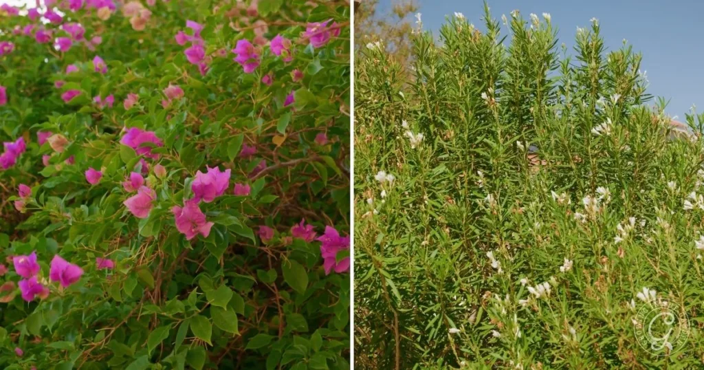 Pink bougainvillea flowers on the left and green rosemary bushes with white blooms on the right—both are among the best shrubs for desert landscape, adding vibrant color and texture to arid gardens.