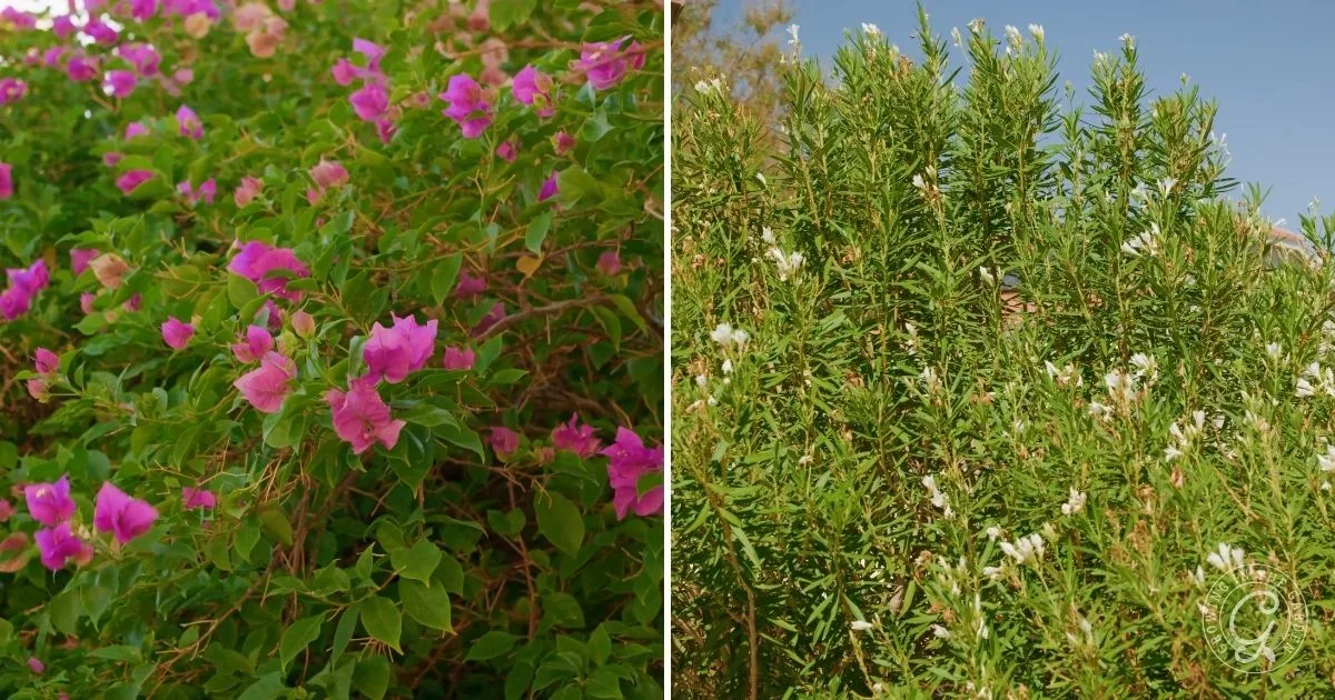 Pink bougainvillea flowers on the left and green rosemary bushes with white blooms on the right—both are among the best shrubs for desert landscape, adding vibrant color and texture to arid gardens.