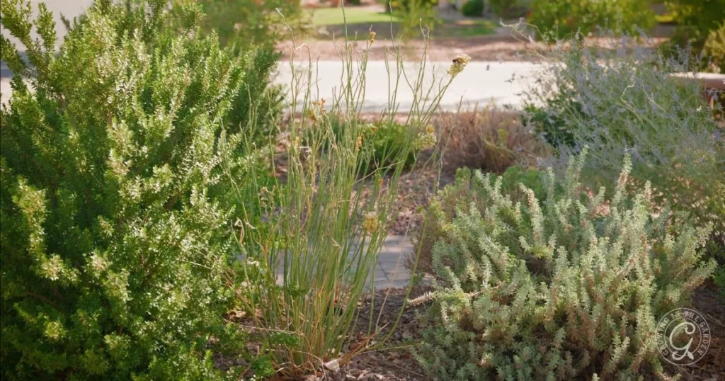 Drought-tolerant desert plants and some of the best shrubs for desert landscape thrive in a dry, mulched garden bed.